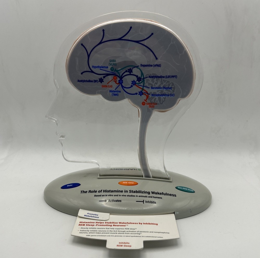 Harmony Biosciences 3D Brain Model, Battery Operated, Teaching Model Works!