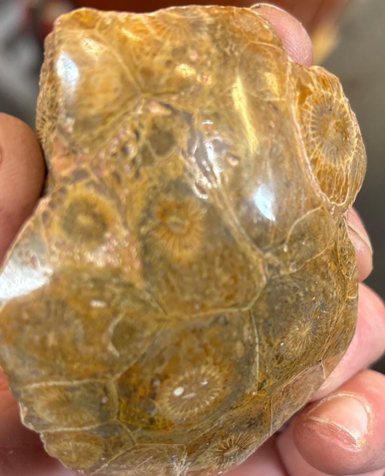 Petrified Coral End Polished