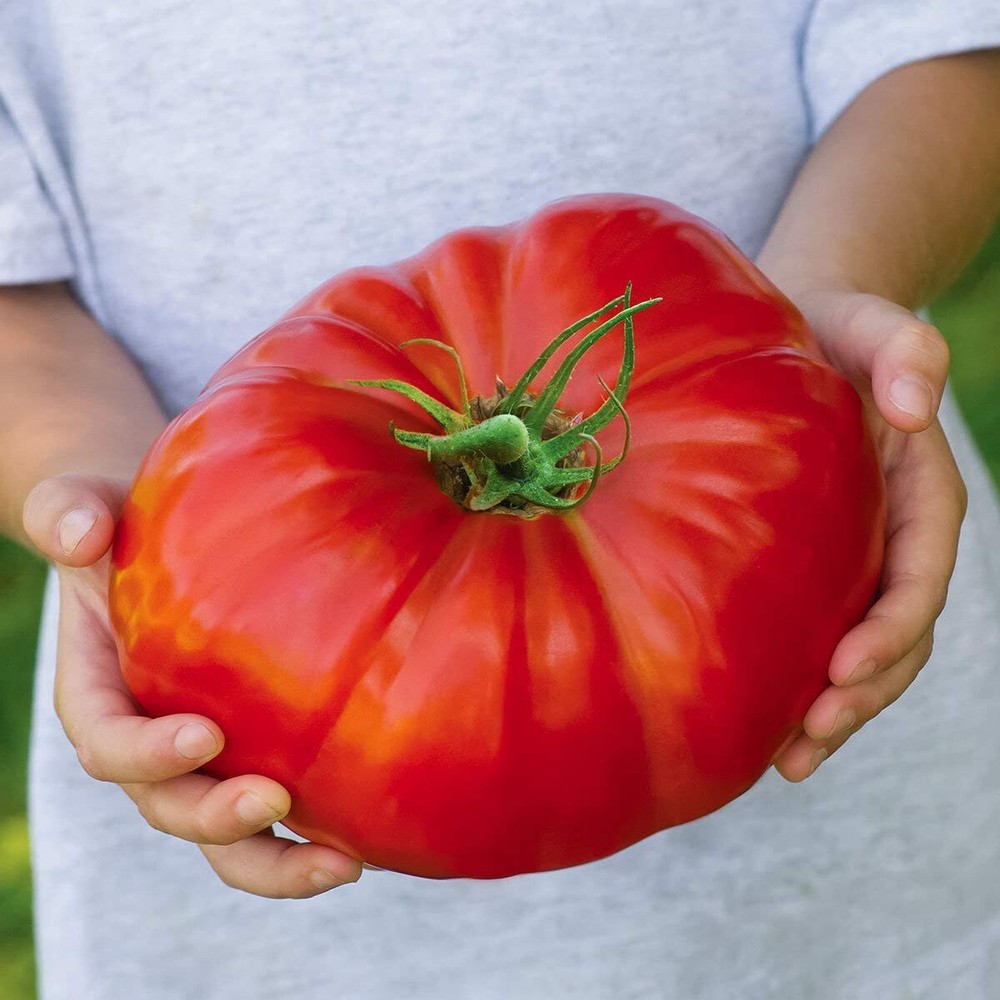 BEEFSTEAK HEIRLOOM TOMATO - 550+ SEEDS - FRESH FOR GARDENS