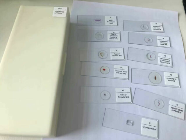 50 Kinds Medical Parasitology Slides Set