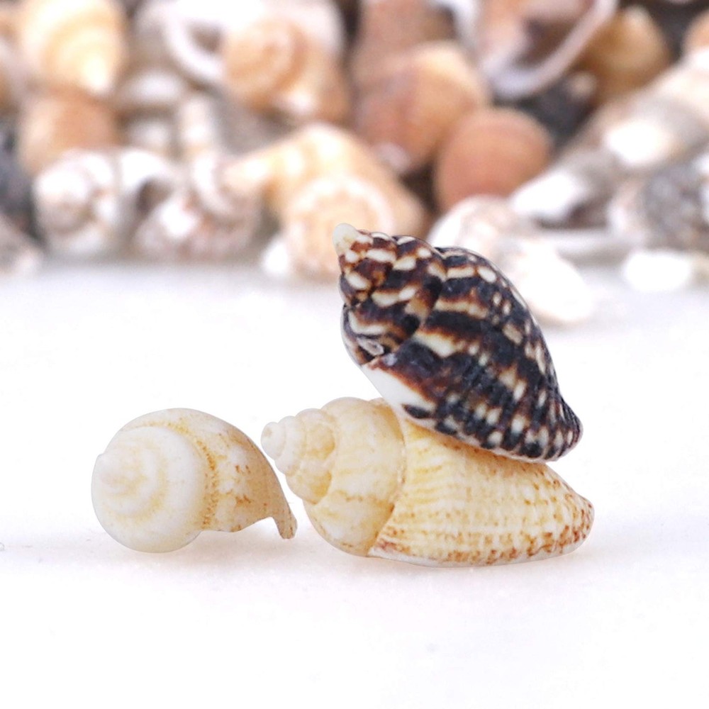 2000 PCS Tiny Mini Small Sea Shells for Crafting seashells, Tiny/2000pcs