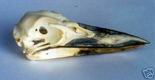 KOOKABURRA BIRD  SKULL  REPLICA