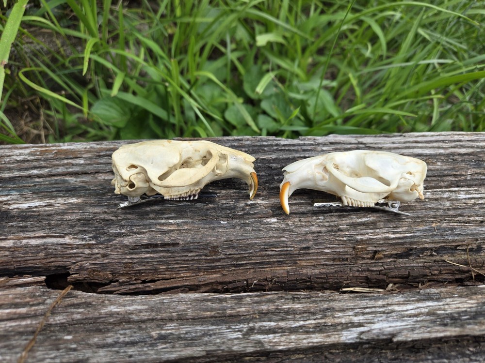 Skull Cips