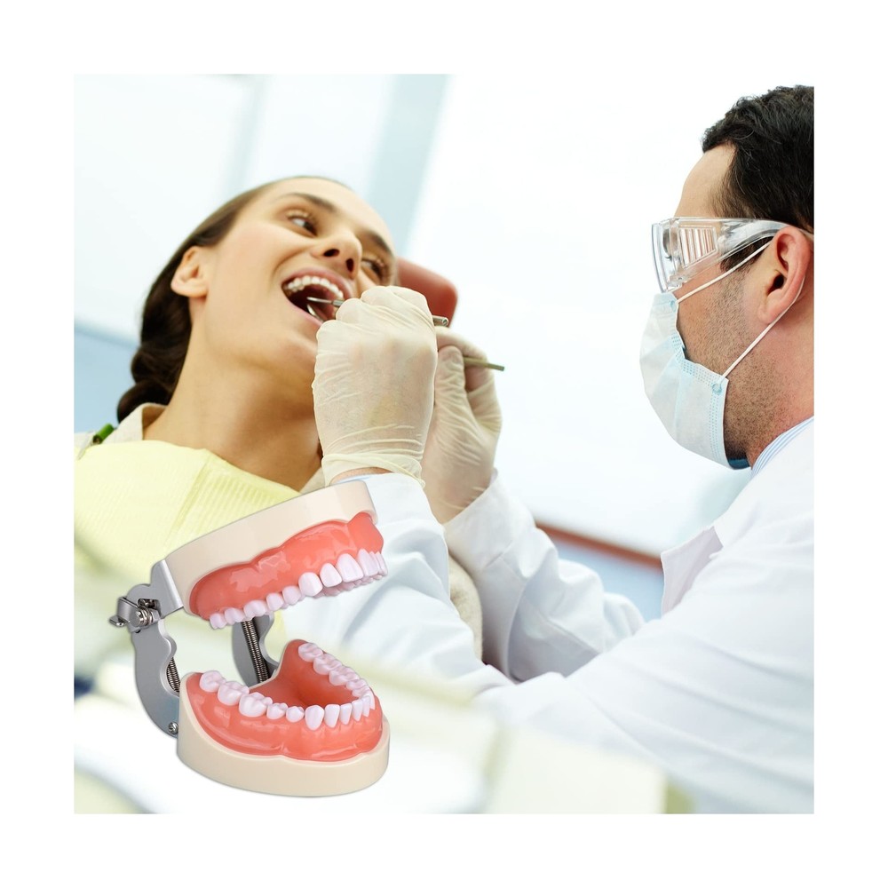 Typodont Teeth Model with 32 Detachable Teeth for Dental Hygiene Students, Su...