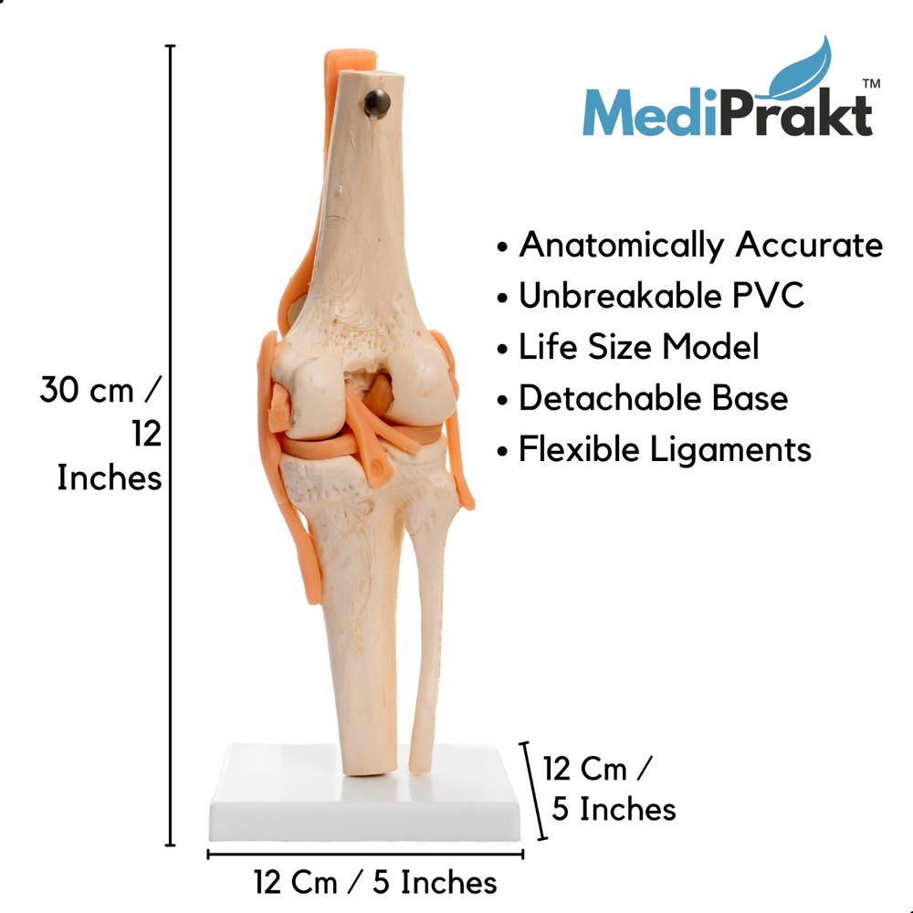 MediPrakt | JOINT MODEL COMBO - 4 | Hip Shoulder Knee Mini Spine