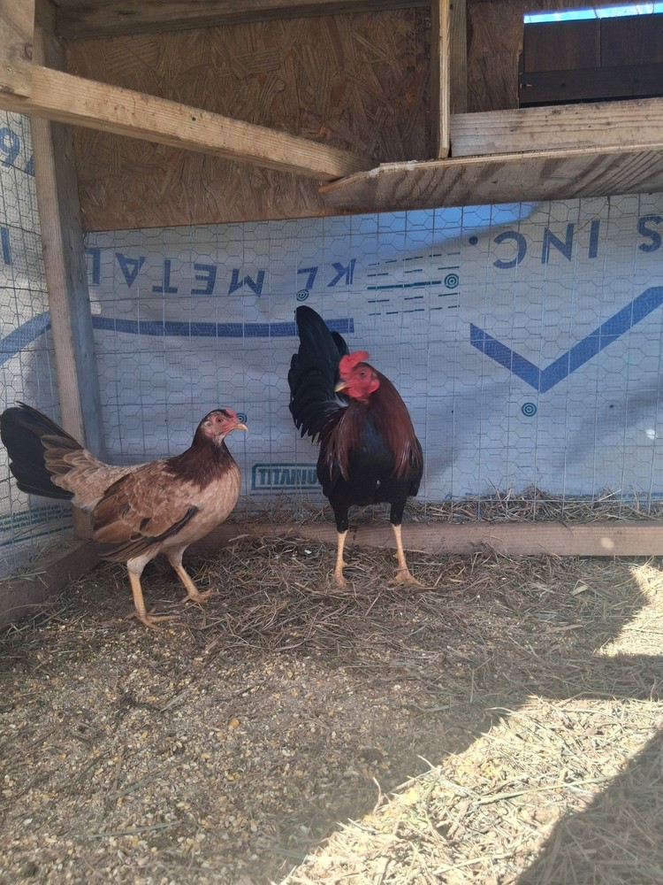 6 Raptor Hatching Eggs