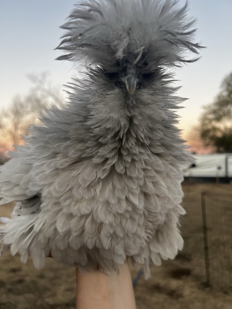 12 RARE Hens Choice Hatching Eggs NPIP