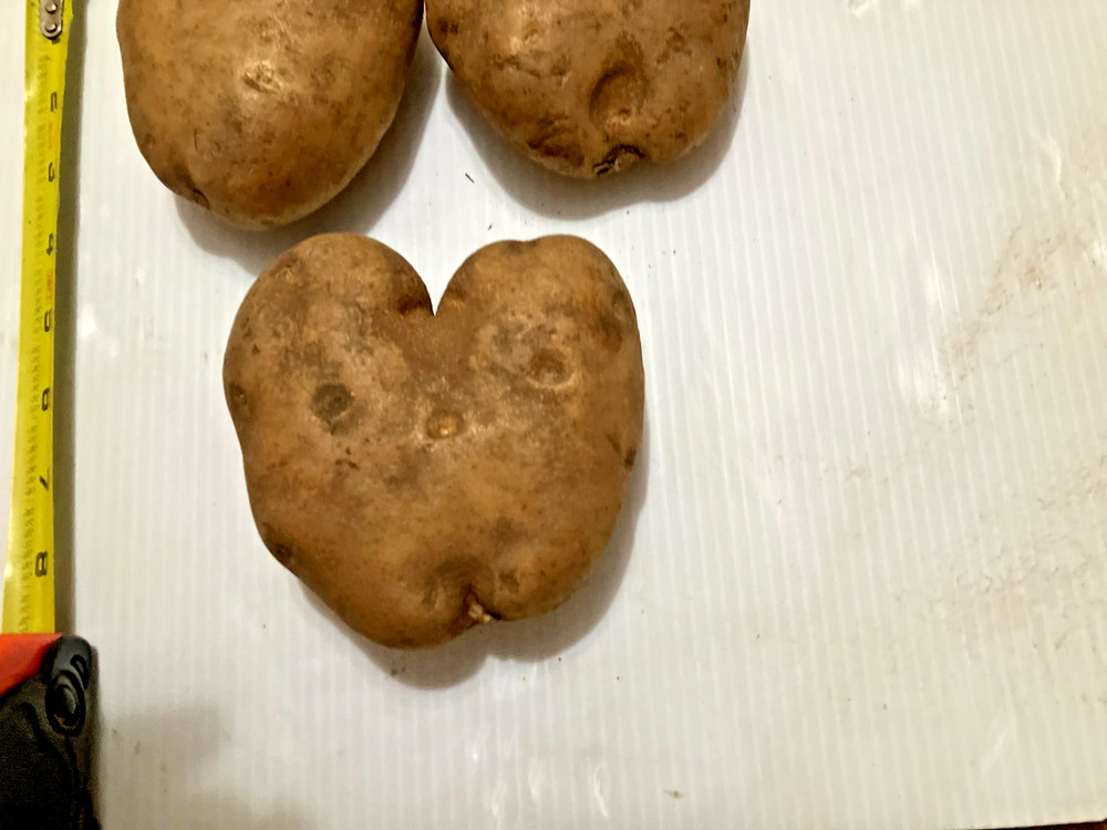(3) Heart Shaped Potatoes