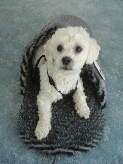 GRAY SLIPPER DOG/CAT BED