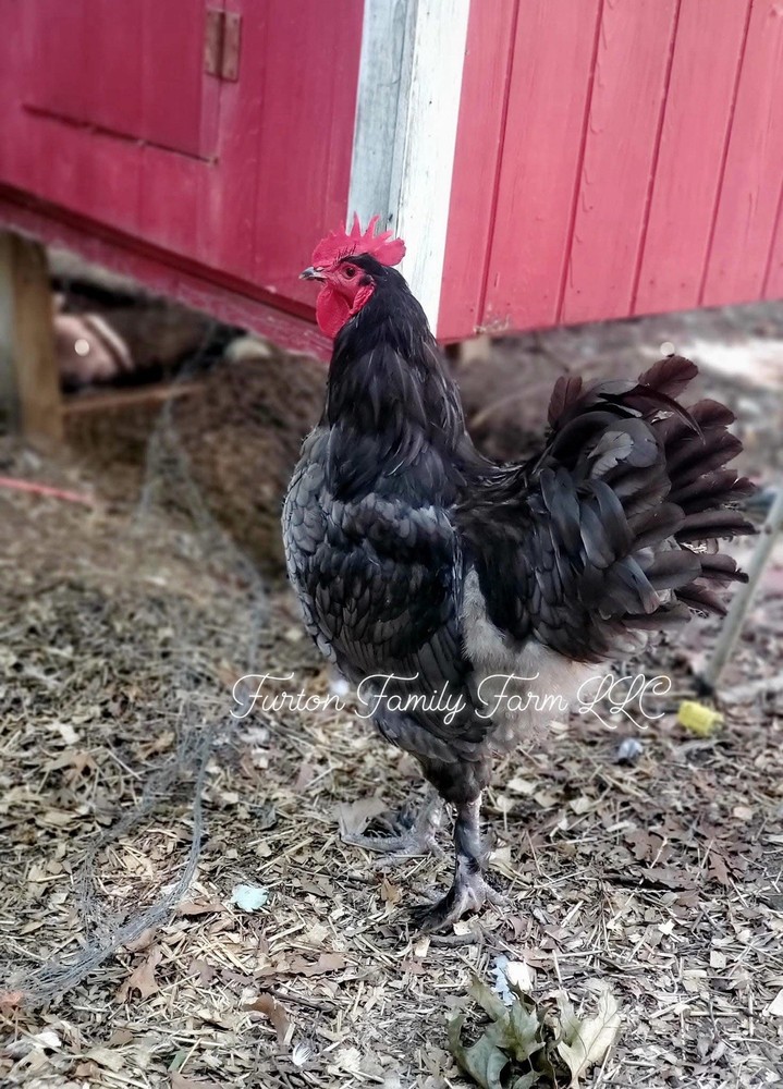 12+ Langshan Blue, Black, Splash Hatching Chicken Eggs