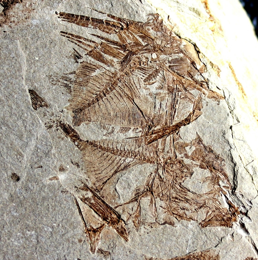 Capros radobojanus - Museum class specimen. Beautiful plate with fish