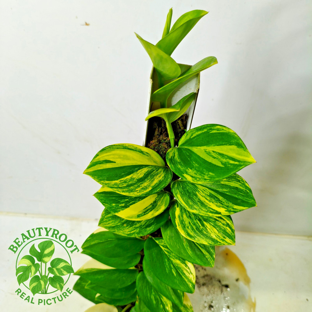 Real Picture Scindapsus Rubicon Variegated