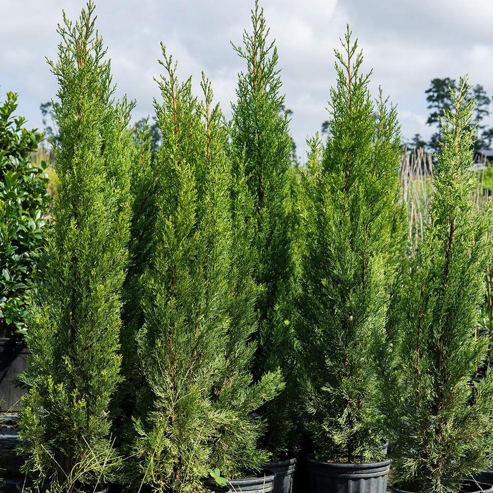 Italian Cypress 3-4' 3-4'