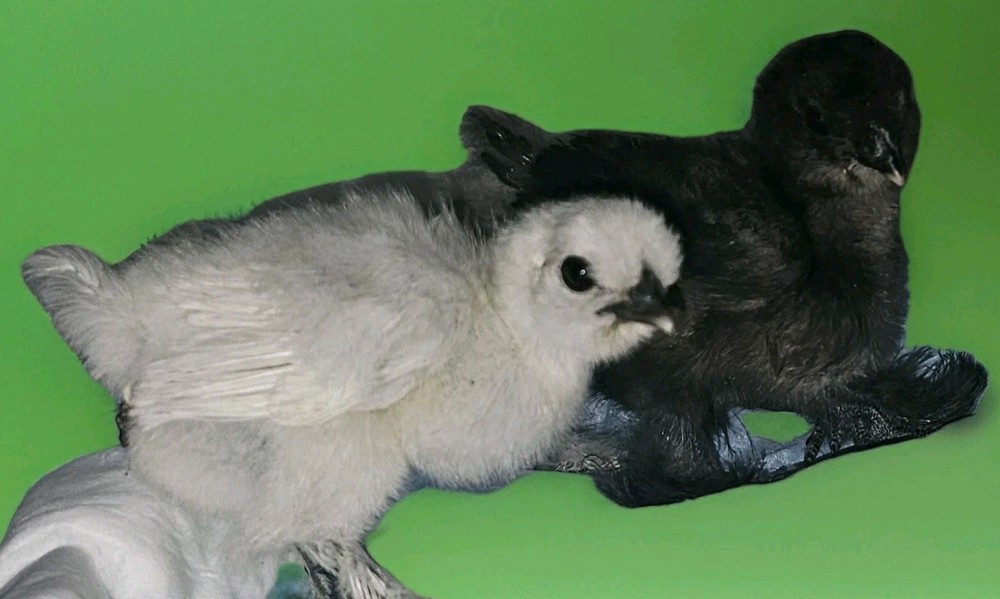 24 Silkie Hatching Eggs