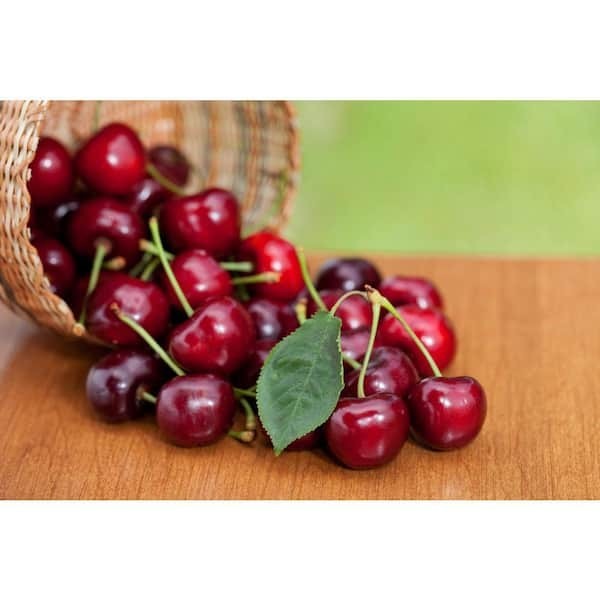 3 ft. Lapins Cherry Semi-Dwarf Tree – Self-Pollinating, High Yield