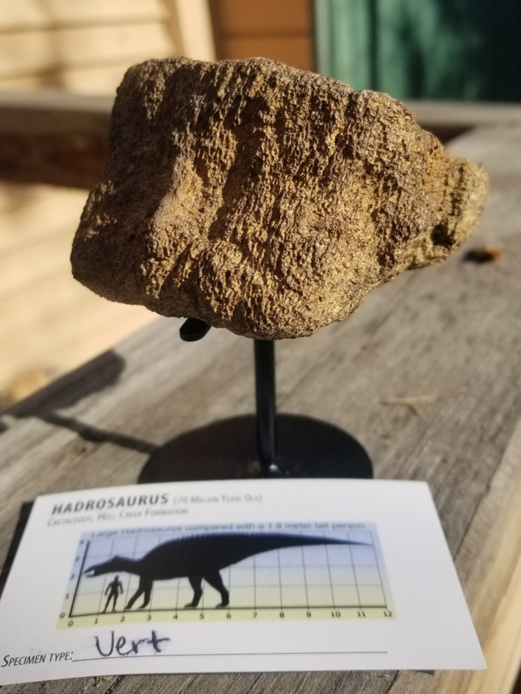 Nice Hadrosaurus Vert Section Fossil Specimen Cretaceous Hell Crk MT Recent Dig
