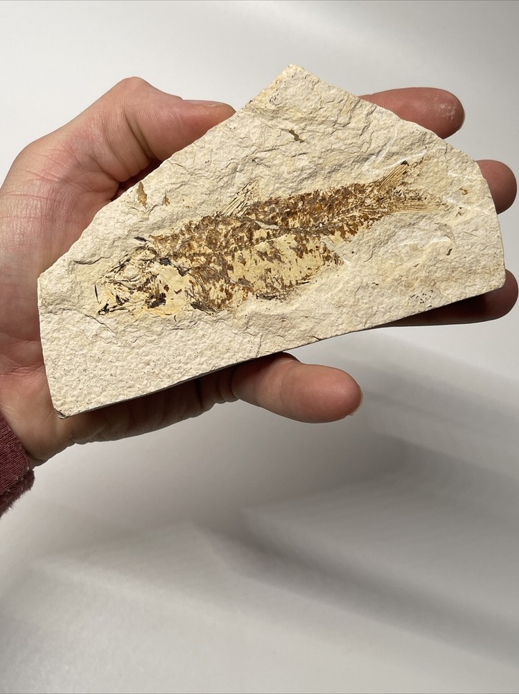 Fossil Fish Knightia Eocene Green River Formation 5 3/4" K