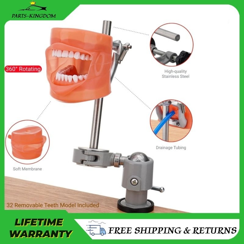 Dental Mannequin Teeth Model Set 360° Rotating 32 Teeth Removeable Mounting Pole