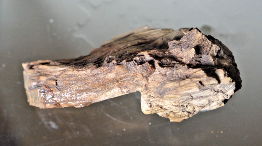 Utah Petrified Wood