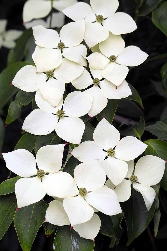 2 Kousa Dogwood Tree | Bare-root