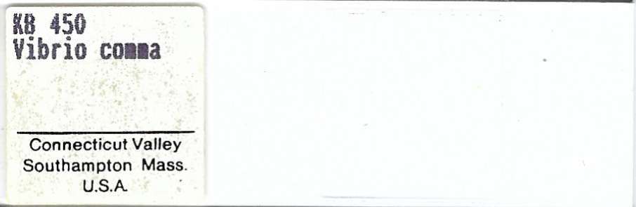 Vibrio comma Microscope Slide