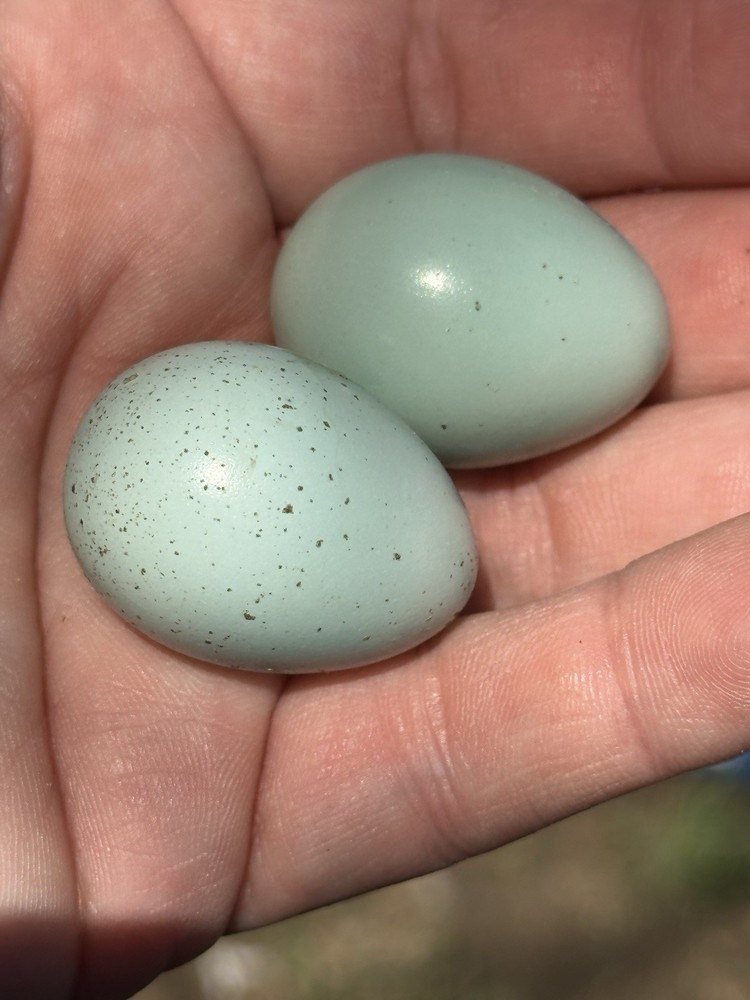 10+ Celadon Blue Coturnix Quail Hatching Eggs **100% TRUE BLUE**
