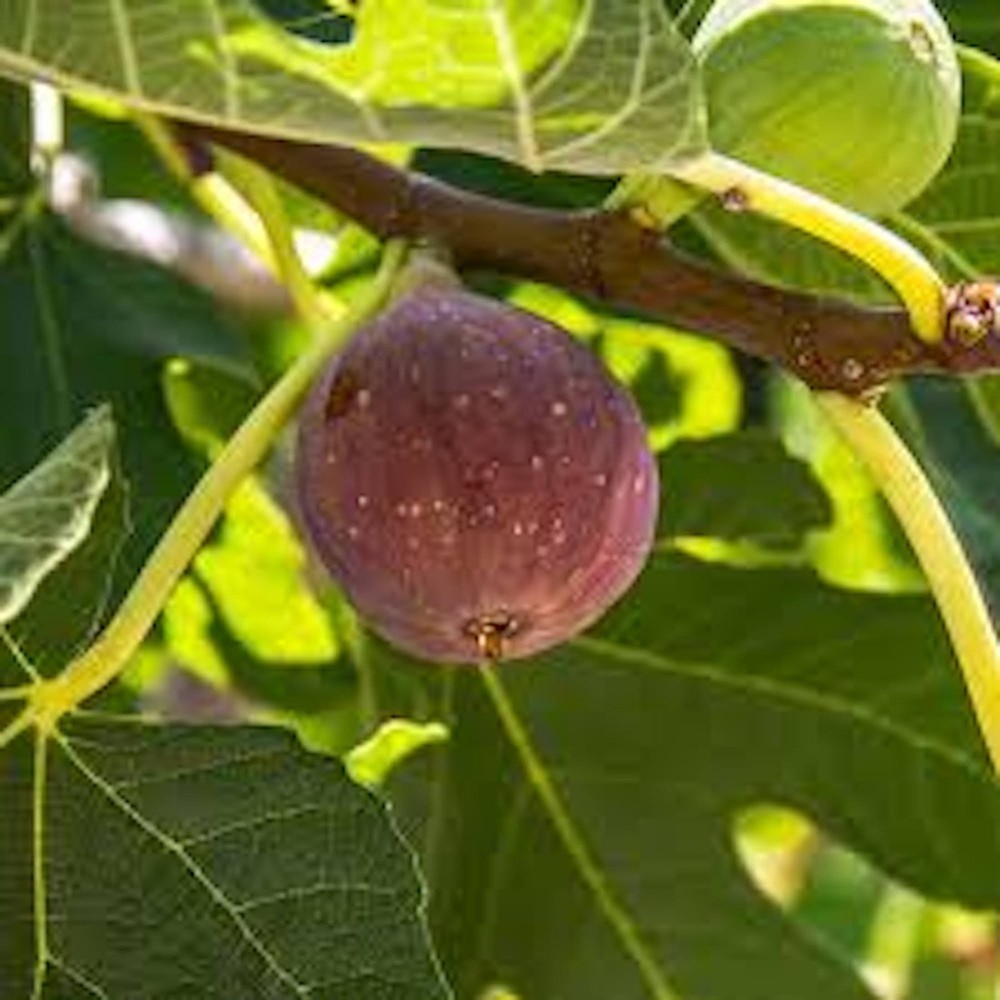 1 Fignomenal Dwarf Fig Tree Starter Plug Fruit Tree Bare Root