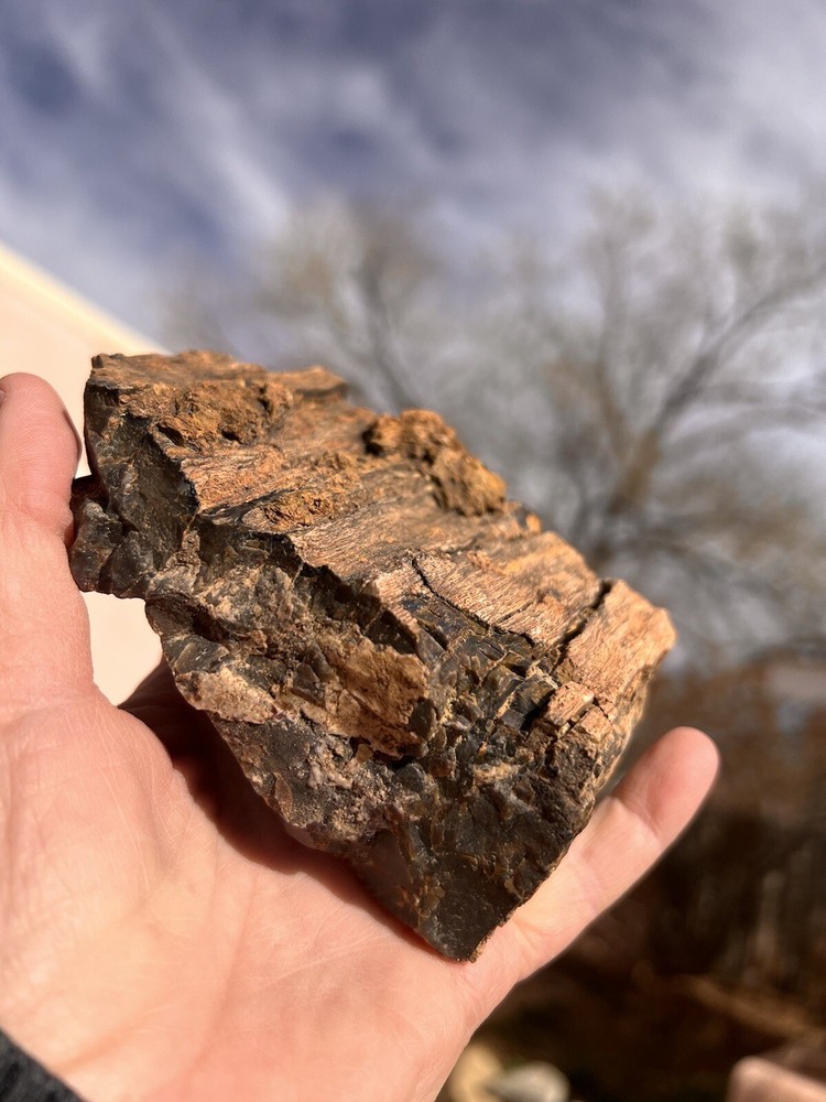 DoBell Ranch Petrified Wood