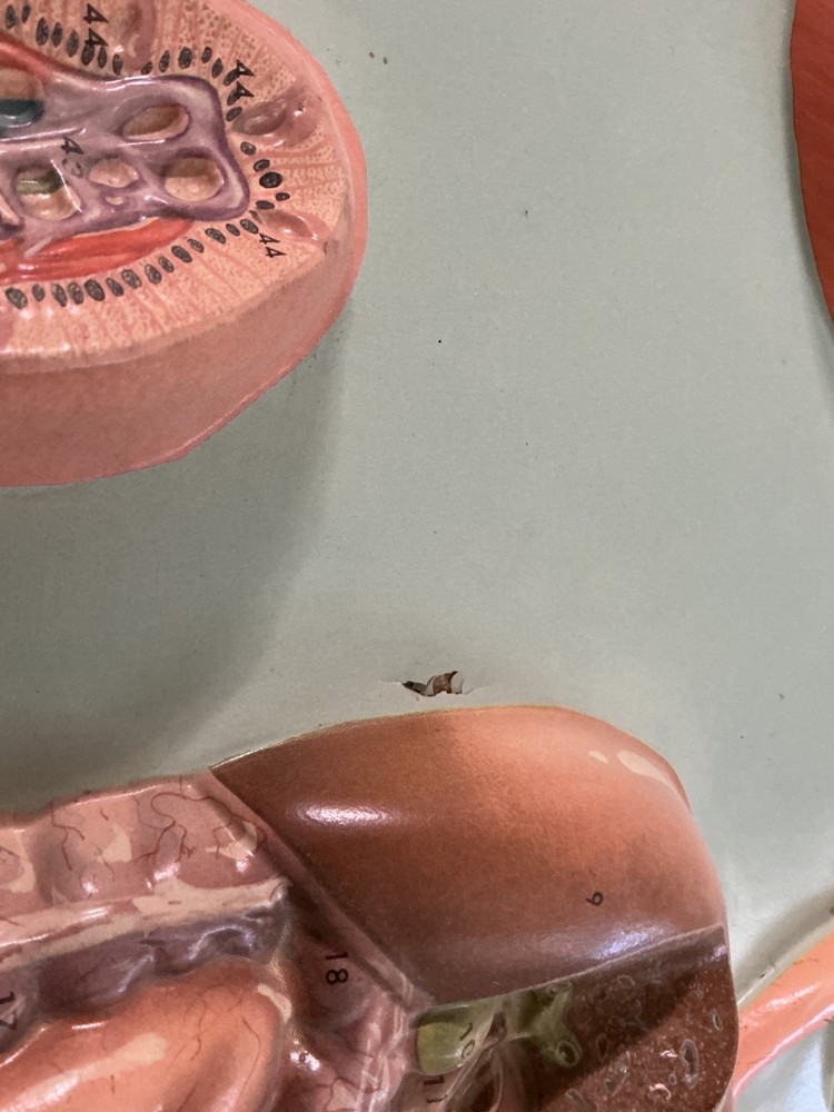 Hubbard VTG Human Digestive System Classroom Wall Display 3D