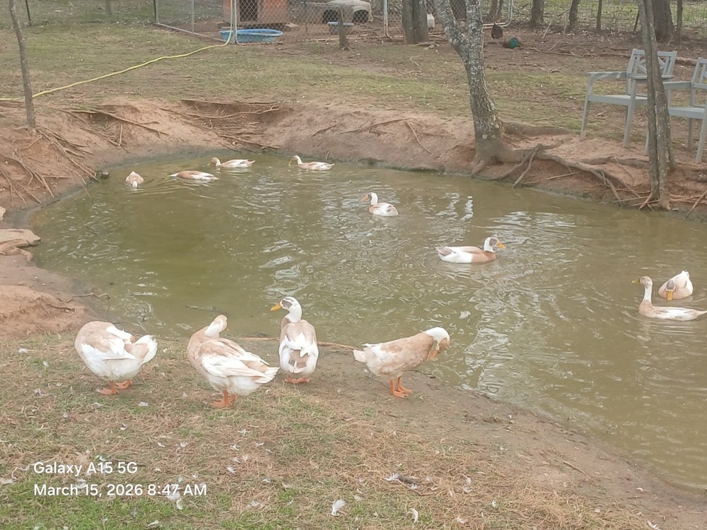 (12) Fawn And White Runner Duck Hatching Eggs
