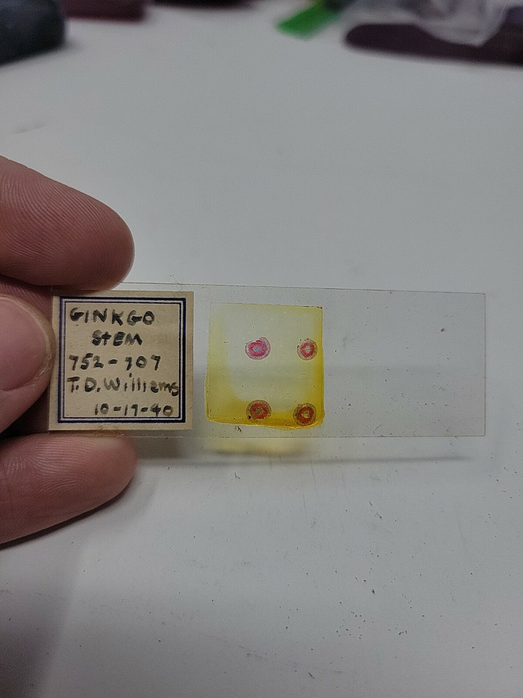 Vintage Microscope Slide 1940