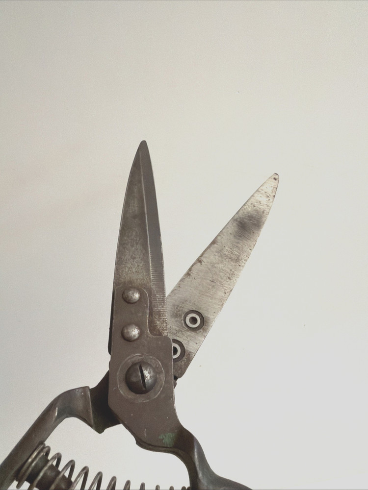 Garden / Grass Shears Vintage 12" Coil Spring Sharp! Nice Old Tool!
