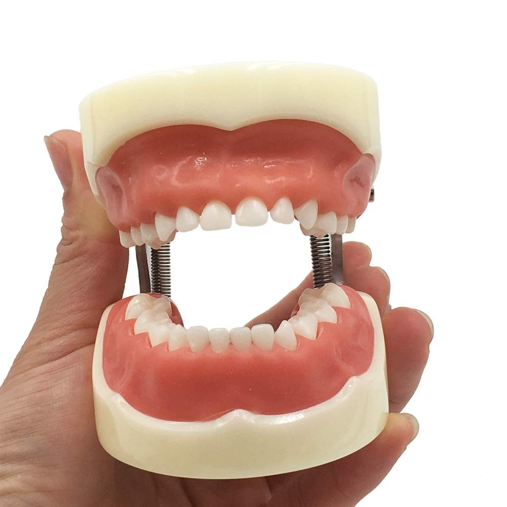 Typodont Child Teeth Model with 24pcs Removable Teeth Compatible with Kilgore...