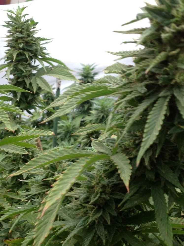 THC CBD TESTING . COM THCCBDTESTING.COM In the growing world of cannabis sales