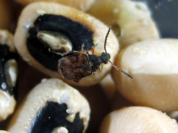 Bean Beetle Culture - FREE SHIPPING! Fruit Fly Replacement!