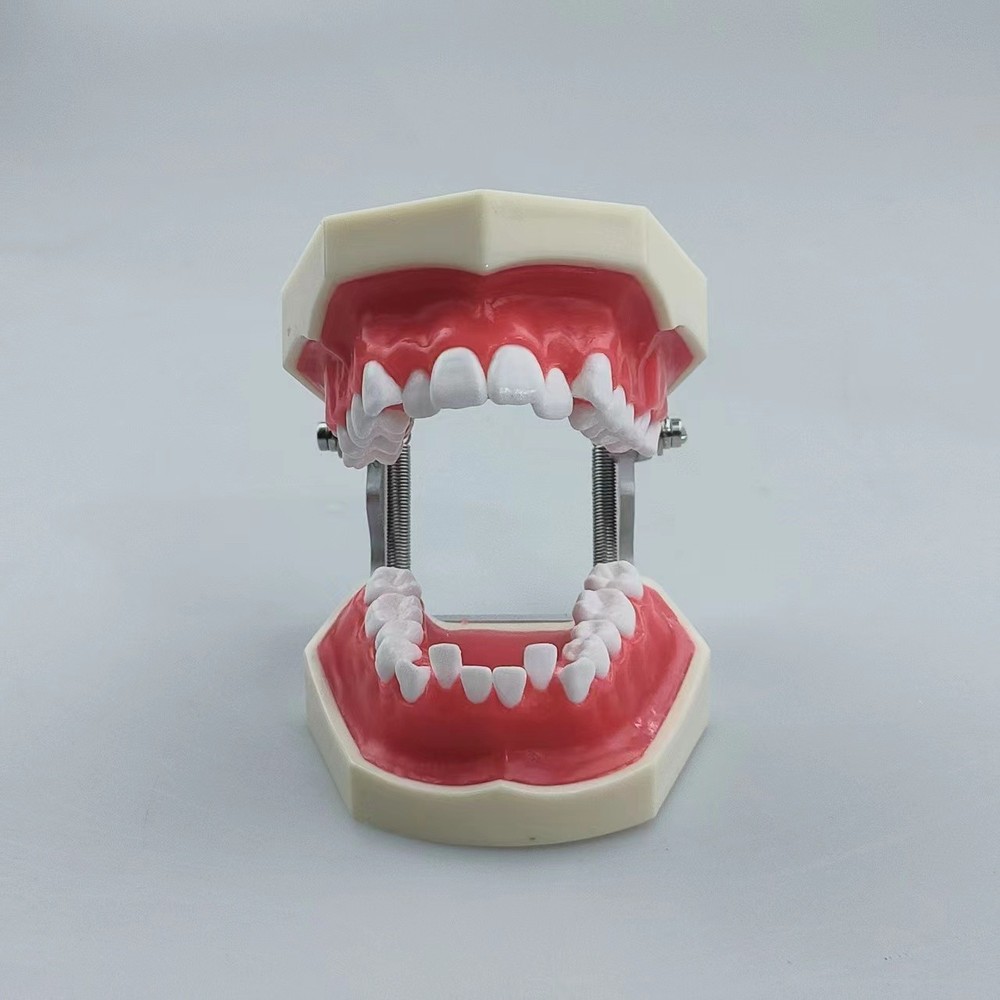 New Reusable Dental Practical Training Model/typodont/orthodontics Wax Model