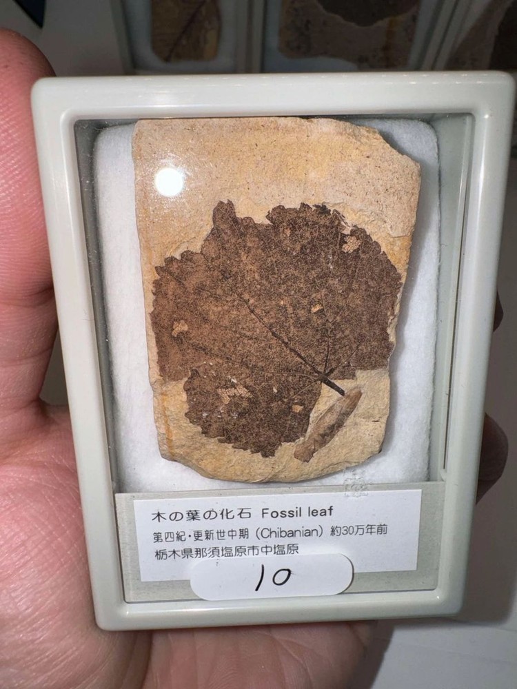 Leaf Fossils from Japan (Set 2)