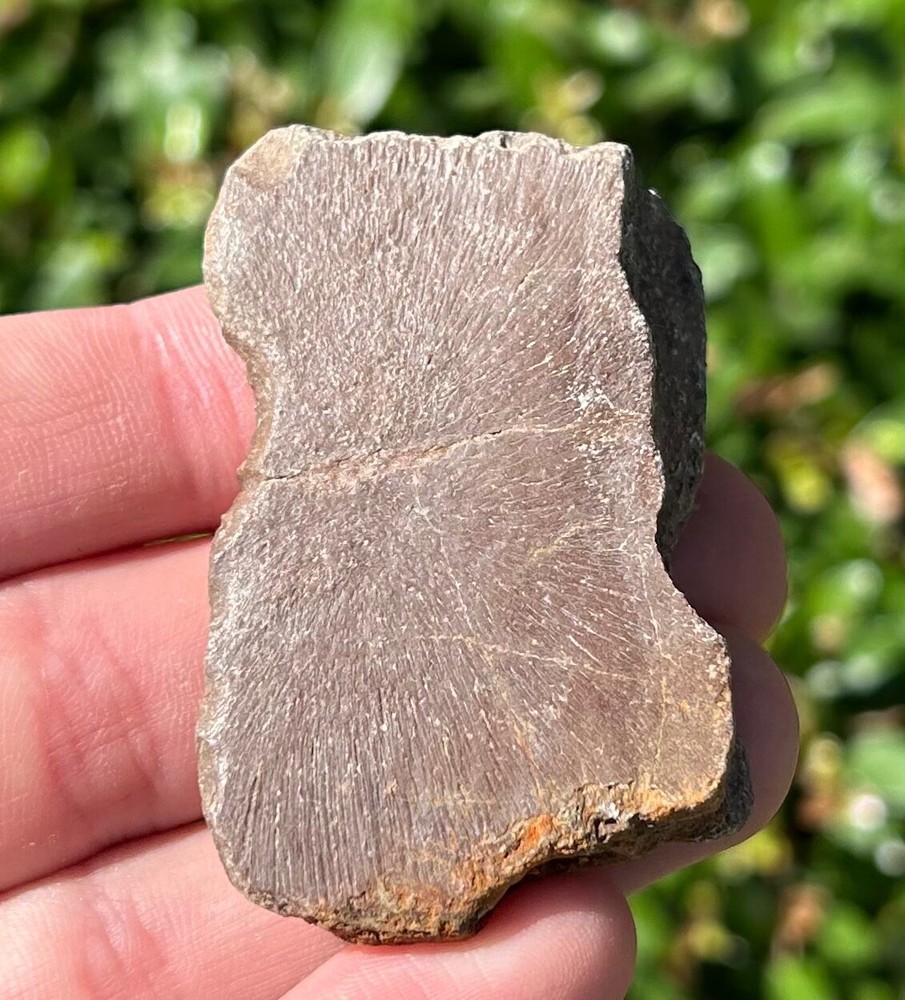 Protostega Fossil Cretaceous Turtle Shell 2.1” Dinosaur Bones Ozan Formation