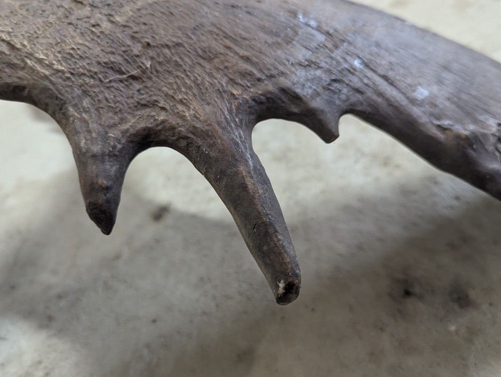 2 Moose Antlers From And Old Mount
