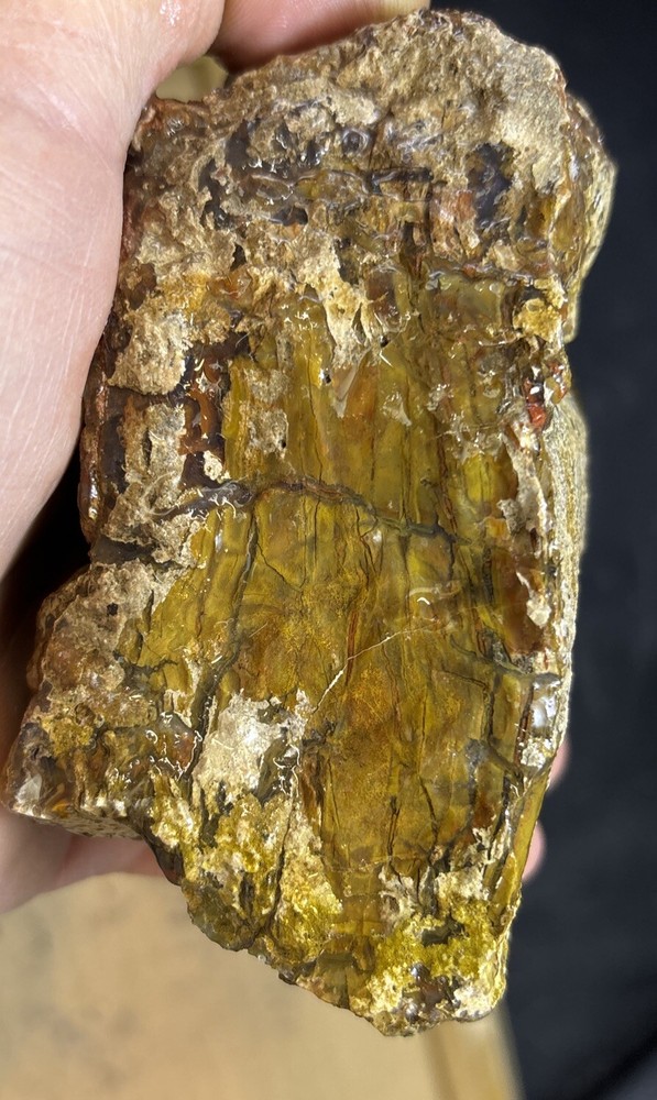 petrified wood Full Round