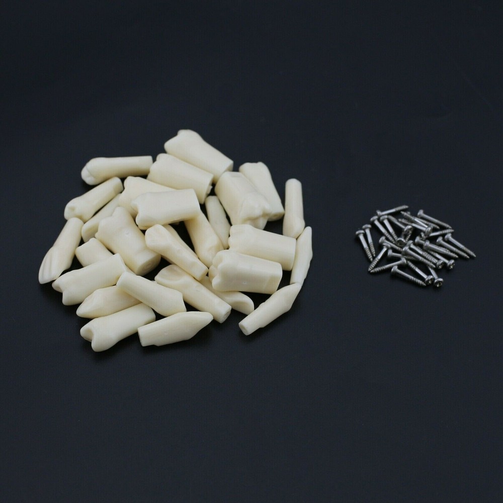 Dental Typodont Model Replacement 32 Screw-in Teeth Practice Study Tooth Model