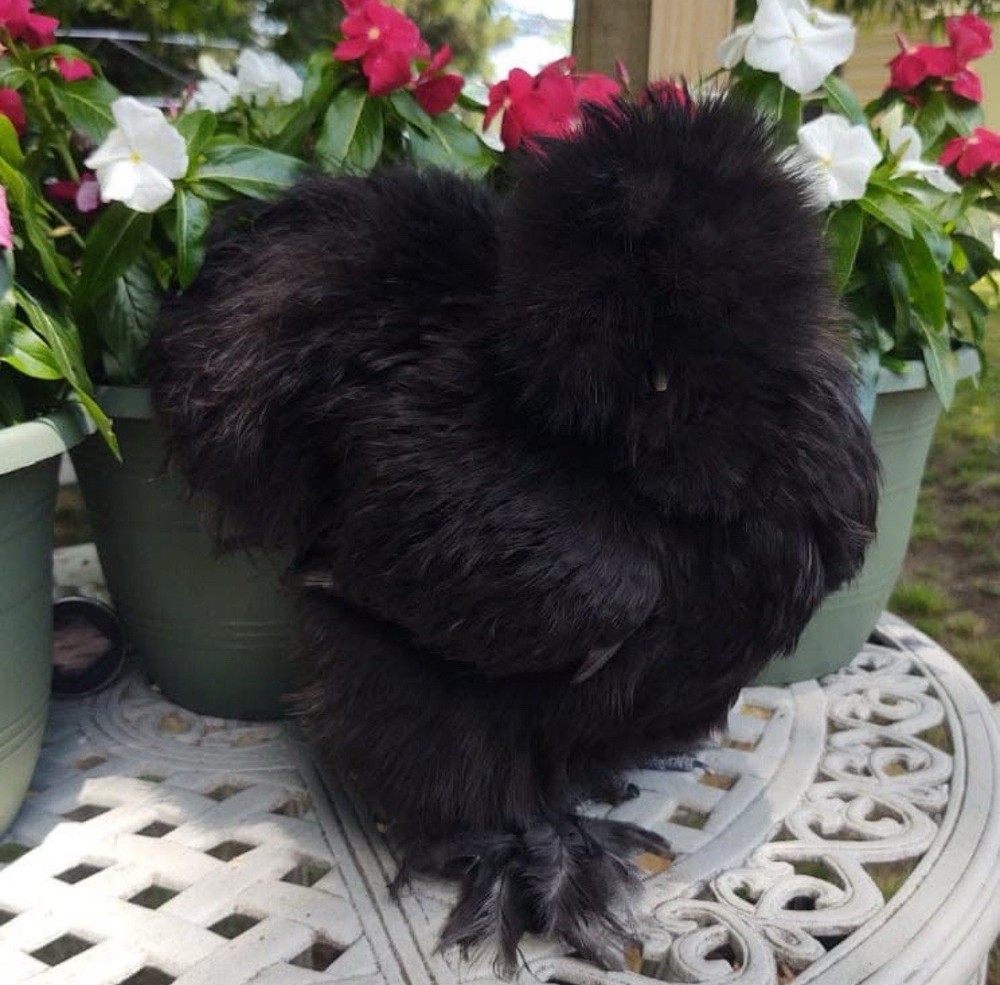 6 quality Silkie Hatching Eggs