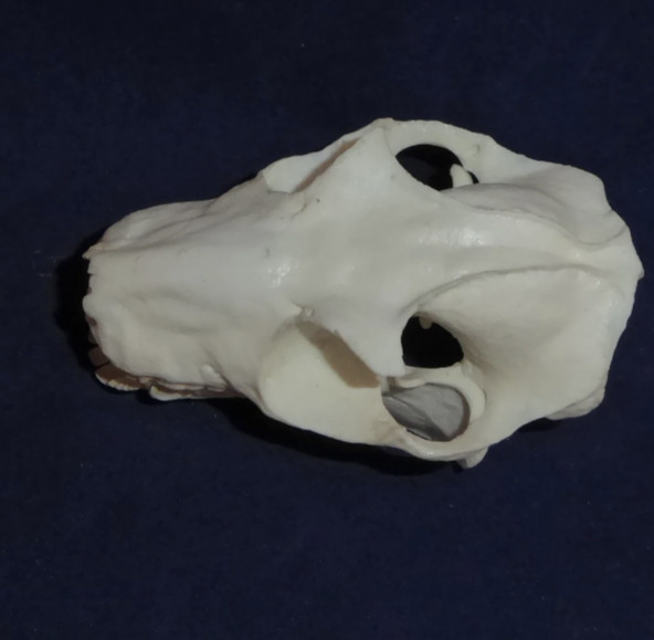 COLUGO FLYING LEMUR SKULL REPLICA