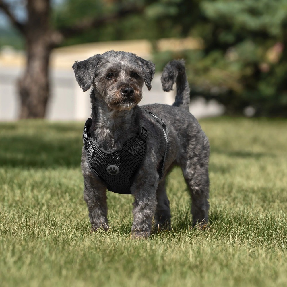 Adjustable Reflective Mesh Dog Harness for Walking Small Black
