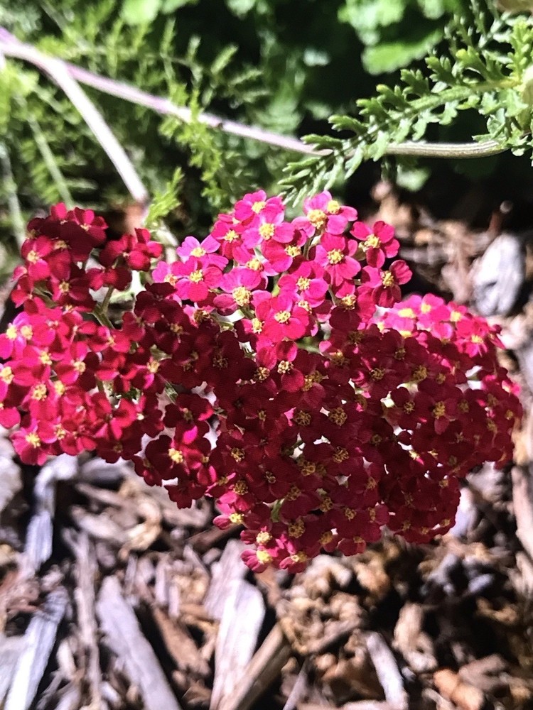 4 yarrow plants （two different colors）