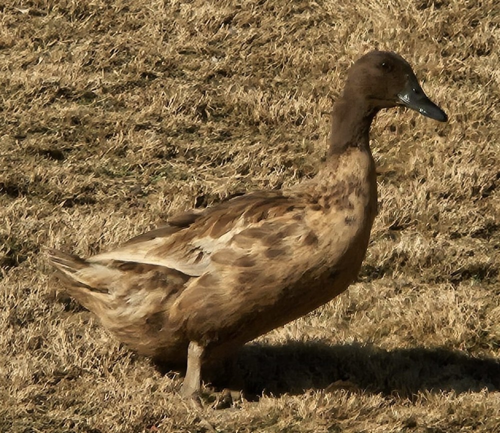 6 Khaki Campbell Duck Hatching Eggs