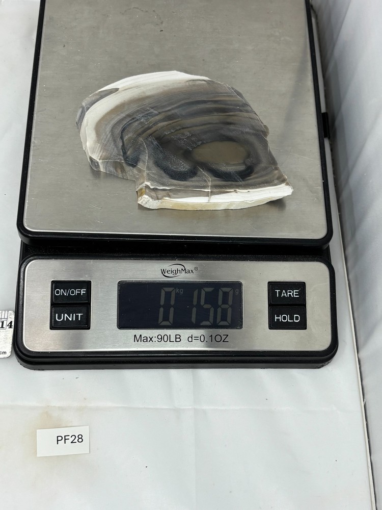 Polish Flint slab w Orbs Cabbing Lapidary Combo Ship Avail