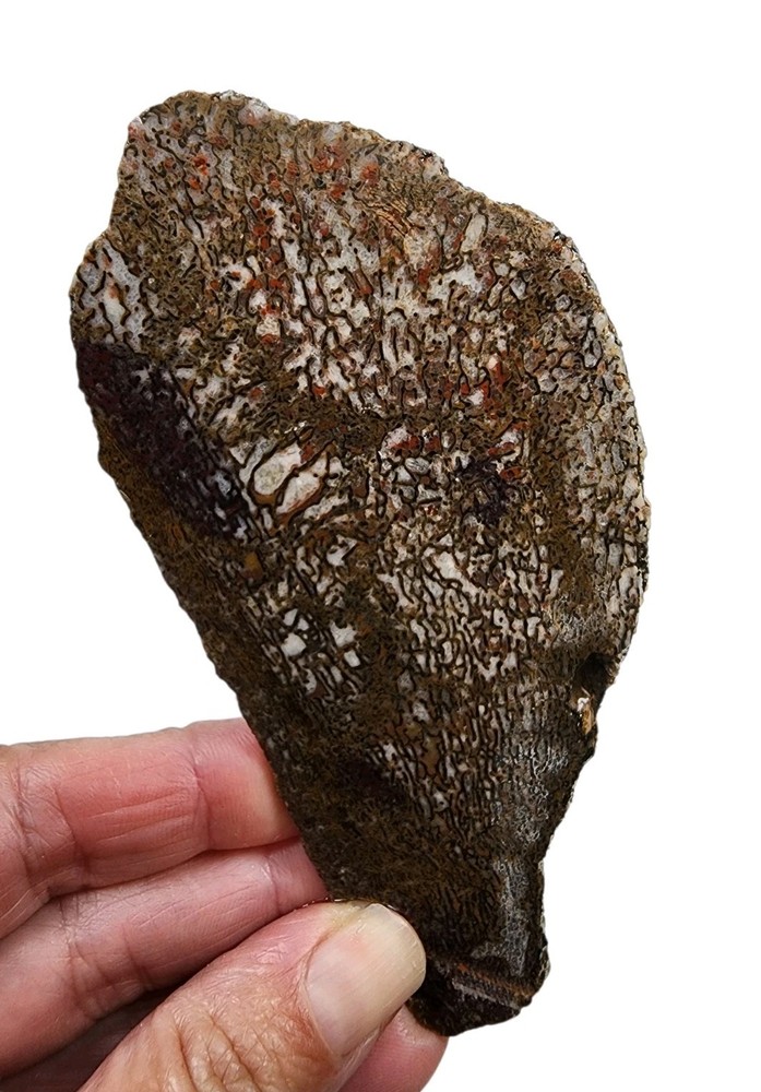 Dinosaur Gem Bone Faced Rough 74.3 grams.