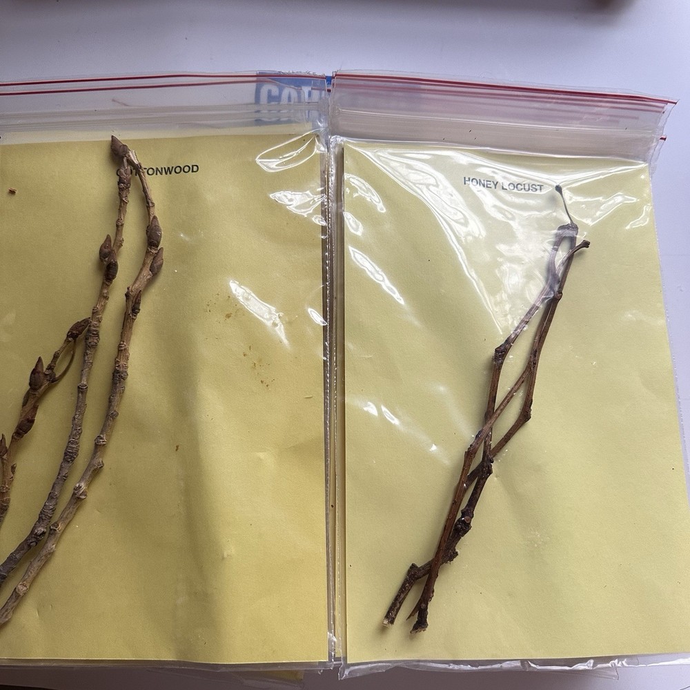 Vintage 70s Twig Identification Kit Tree Microscope Slides Nature