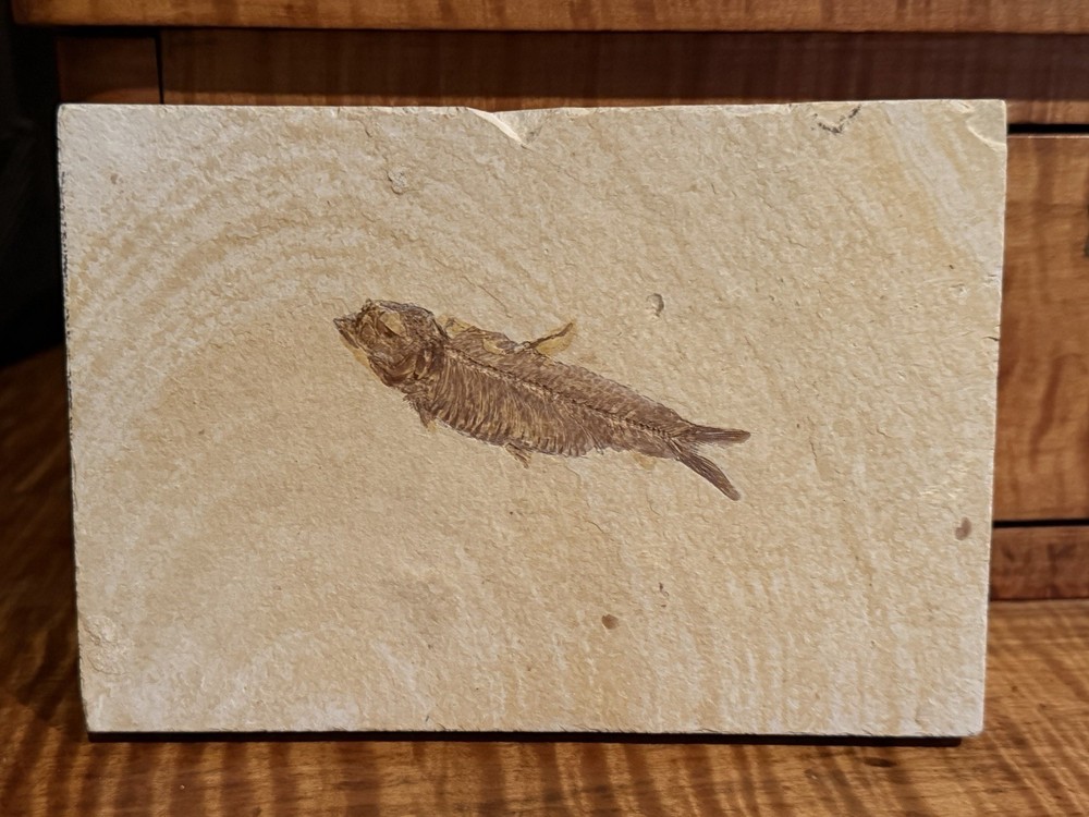 Fossil Fish